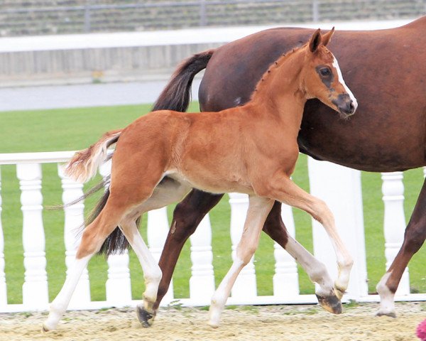 dressage horse Cremona (Oldenburg, 2013, from Franziskus FRH)