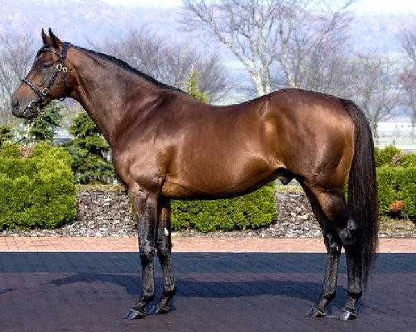 stallion Johannesburg xx (Thoroughbred, 1999, from Hennessy xx)