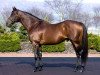 stallion Johannesburg xx (Thoroughbred, 1999, from Hennessy xx)