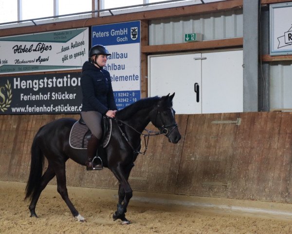 Springpferd Marie M 5 (Deutsches Reitpony, 2017, von Mason 4)