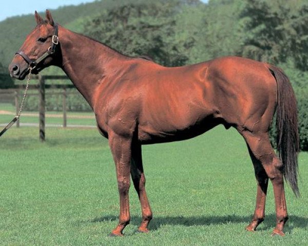 stallion Twining xx (Thoroughbred, 1991, from Forty Niner xx)