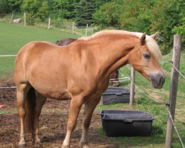 broodmare Jolly (Haflinger,  )