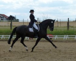 dressage horse Don Pepe 13 (Oldenburg, 2004, from Dimension)