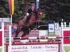 jumper Bella Balou (Oldenburg show jumper, 2006, from Balou du Rouet)