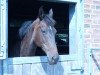 broodmare Sharina (Hanoverian, 2000, from Sunlight xx)