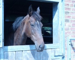 broodmare Sharina (Hanoverian, 2000, from Sunlight xx)