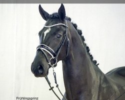 dressage horse Floris Deluxe (Hanoverian, 2018, from Floris Prince)