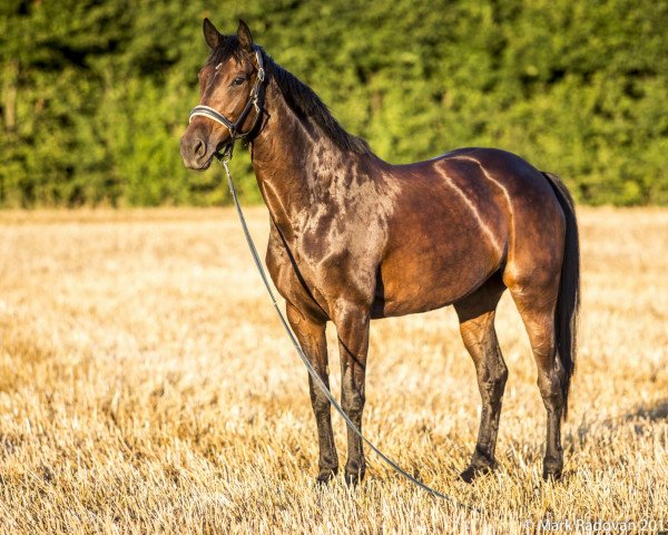 dressage horse Davinya (Oldenburg, 2006, from Don Primero)