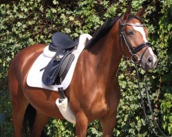 broodmare Baroness 375 (German Riding Pony, 2005, from Walou)