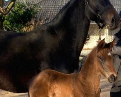 dressage horse Vitorio (Hanoverian, 2022, from Vitalis)