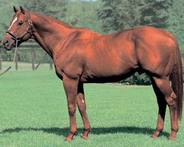 stallion French Deputy xx (Thoroughbred, 1992, from Deputy Minister xx)