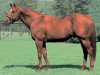 stallion French Deputy xx (Thoroughbred, 1992, from Deputy Minister xx)