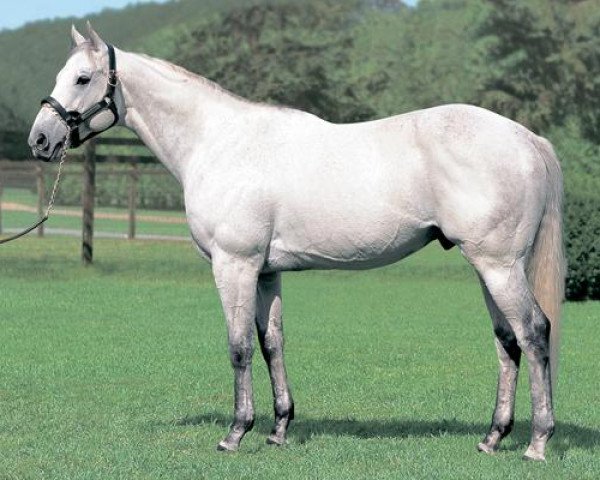 stallion Kurofune xx (Thoroughbred, 1998, from French Deputy xx)