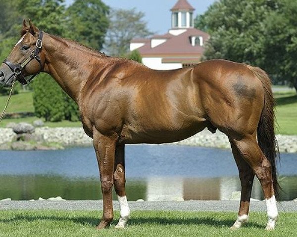 stallion Agnes Digital xx (Thoroughbred, 1997, from Crafty Prospector xx)