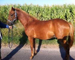 dressage horse Montego's As (Little German Riding Horse, 2012, from Manolito)