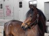 stallion Beaucandan Brendan (New Forest Pony, 1989, from Luckington Sportaide)