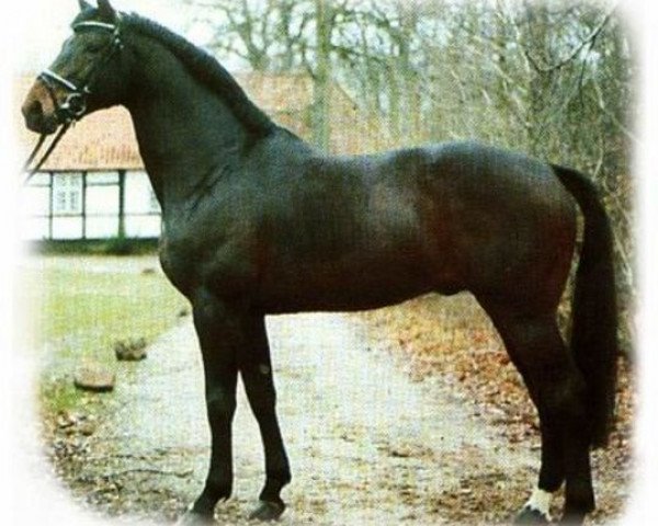 stallion Urprinz (Oldenburg, 1983, from Ulan)