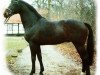 stallion Urprinz (Oldenburg, 1983, from Ulan)