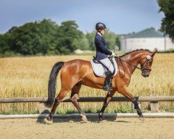 dressage horse Fürst Ferdinand 18 (Rhinelander, 2012, from Feuerspiel)