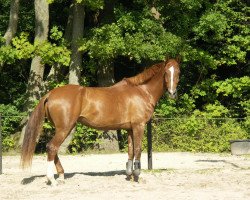 dressage horse Luzi Lou (Bavarian, 2006, from Limoncello I)