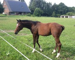 Springpferd Caliado (Westfale, 2013, von Camax L)