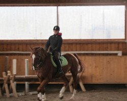 jumper Claudius 64 (German Warmblood, 2006, from Canandos)