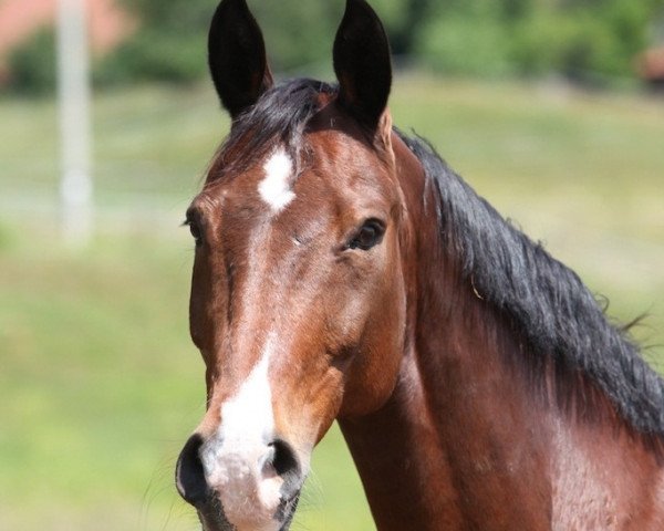 Pferd Dänzer (Brandenburger, 1995, von Drosselbart)