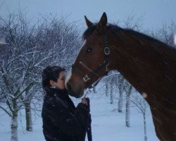 horse Bahir (Arab half breed / Partbred, 2013, from Fhedir Bey Ibn El Arab ox)