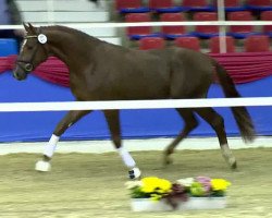 dressage horse Schumacher 2 (Oldenburg, 2011, from Sir Donnerhall I)