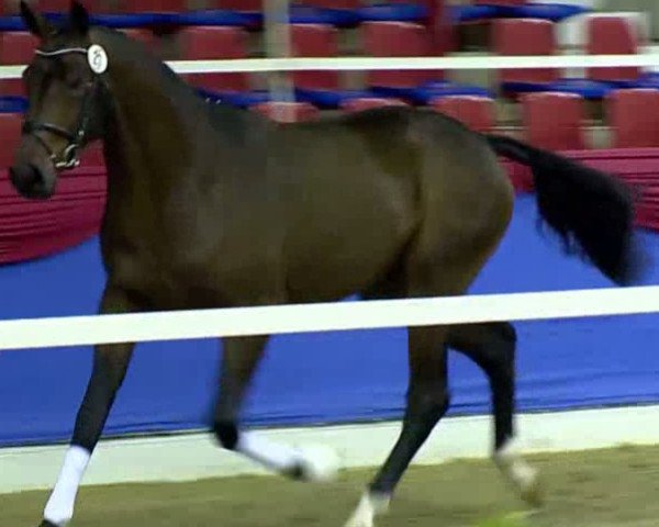 dressage horse Remedy of Joy (Oldenburg, 2011, from Rosandro)