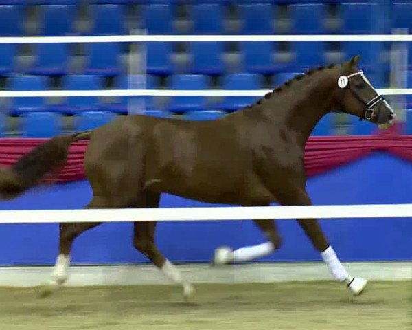 stallion Flori 294 (Oldenburg, 2011, from Florett As)