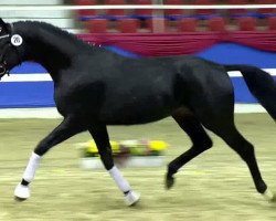 stallion Sir Hugo 5 (Oldenburg, 2011, from Sir Donnerhall I)