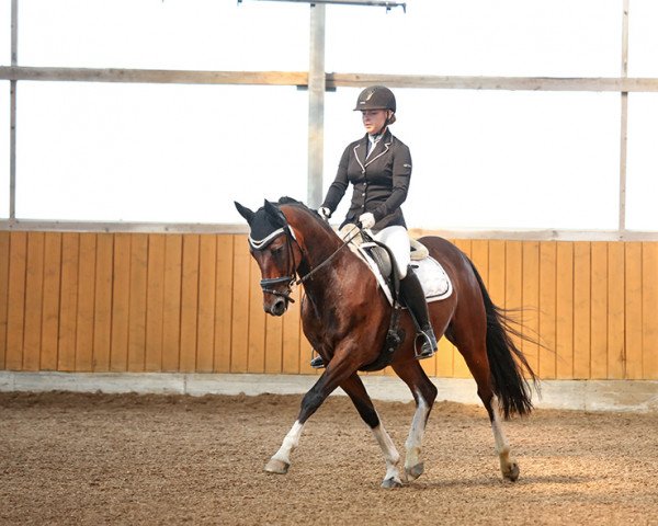 dressage horse Painted Sam (Pinto / Small Riding Horse, 2008, from Parade D)