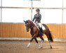 dressage horse Painted Sam (Pinto / Small Riding Horse, 2008, from Parade D)