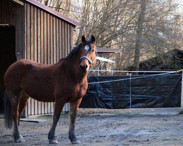 Zuchtstute Landavia Cheyenne (Welsh-Cob (Sek. D), 2009, von Randeck Tristan)