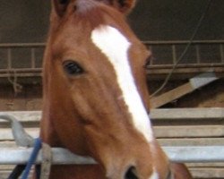 broodmare Lilli W (Bavarian, 1995, from Magic Boy)