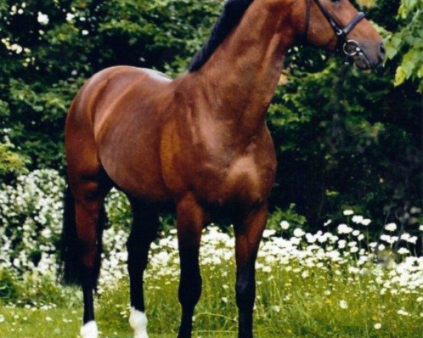 Deckhengst Puschkin 280 (Österreichisches Warmblut, 1999, von Paquirri)