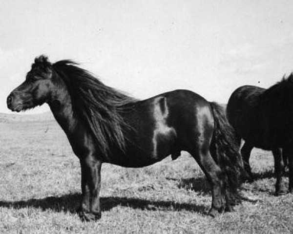 Deckhengst Sprinter of Marshwood (Shetland Pony, 1938, von Rustic Sprite of Standen)