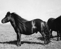 stallion Sprinter of Marshwood (Shetland Pony, 1938, from Rustic Sprite of Standen)