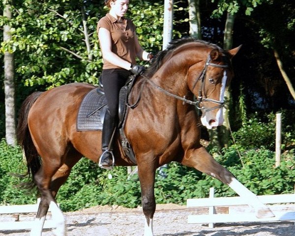 horse Ponte Rialto (Trakehner, 1997, from Charly Chaplin)