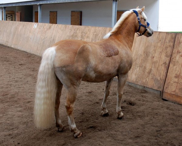 Pferd Nachtstern (Haflinger, 2003, von Nachtmann (6,25% ox))