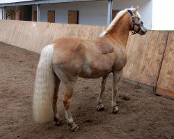 Pferd Nachtstern (Haflinger, 2003, von Nachtmann (6,25% ox))