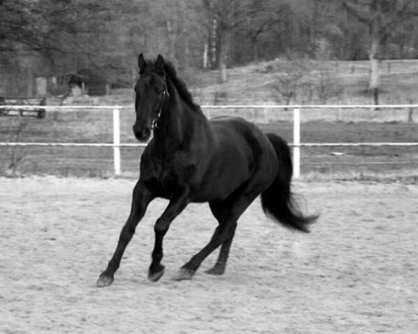 dressage horse Pinnocchio 3 (Oldenburg, 2000, from Pik Noir)
