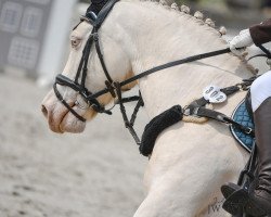 dressage horse Prinz Poldi 22 (German Riding Pony, 2007, from FS Pontiac)