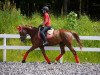 dressage horse Wait until i get bigger (Bavarian, 2009, from Estobar NRW)