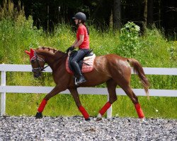 dressage horse Wait until i get bigger (Bavarian, 2009, from Estobar NRW)