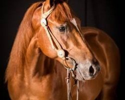 horse Gallo Del Starlight (Quarter Horse, 2011, from Lena Cielo Jewel)