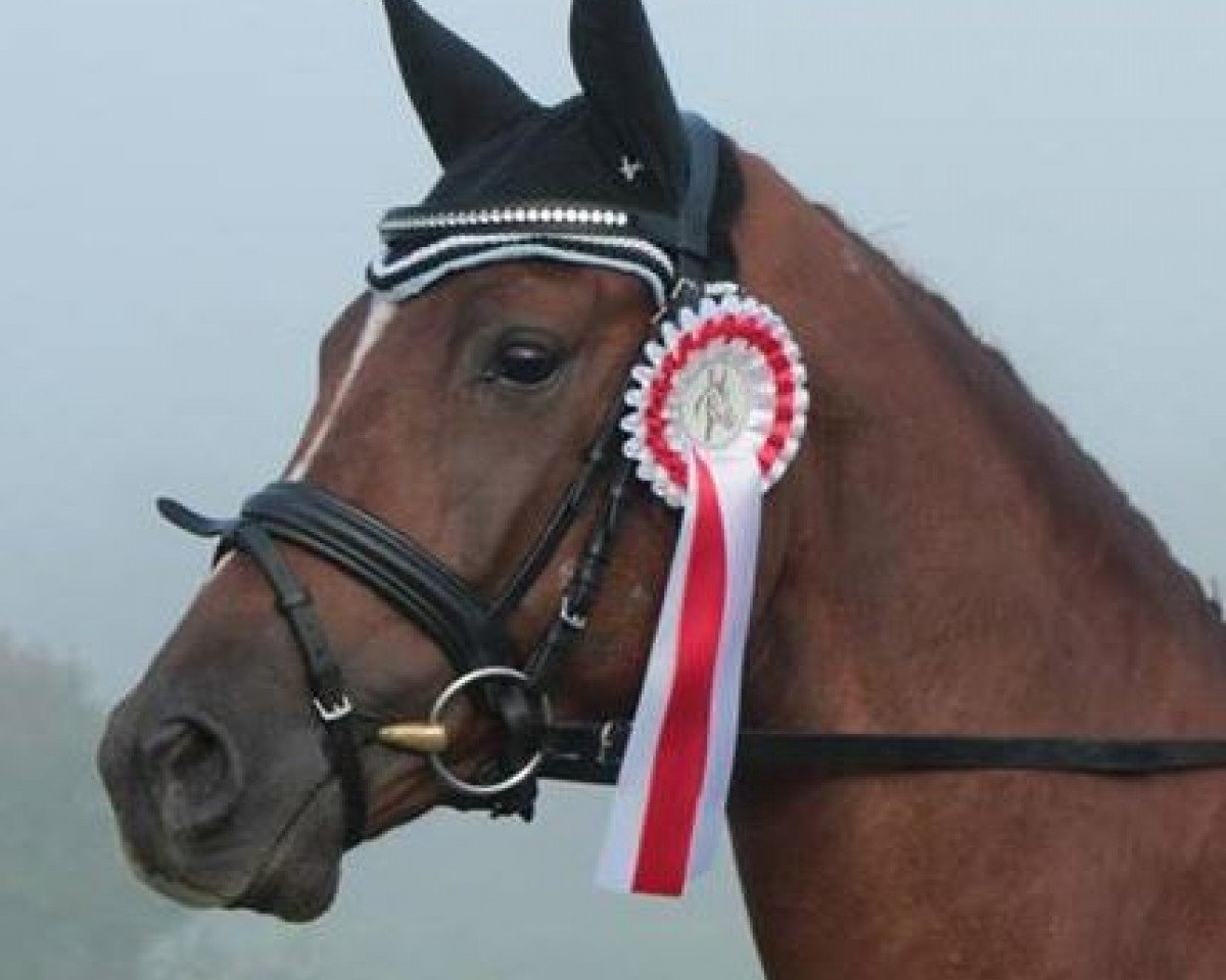 horse Tassima Coco (Bavarian, 2010, from Boston)