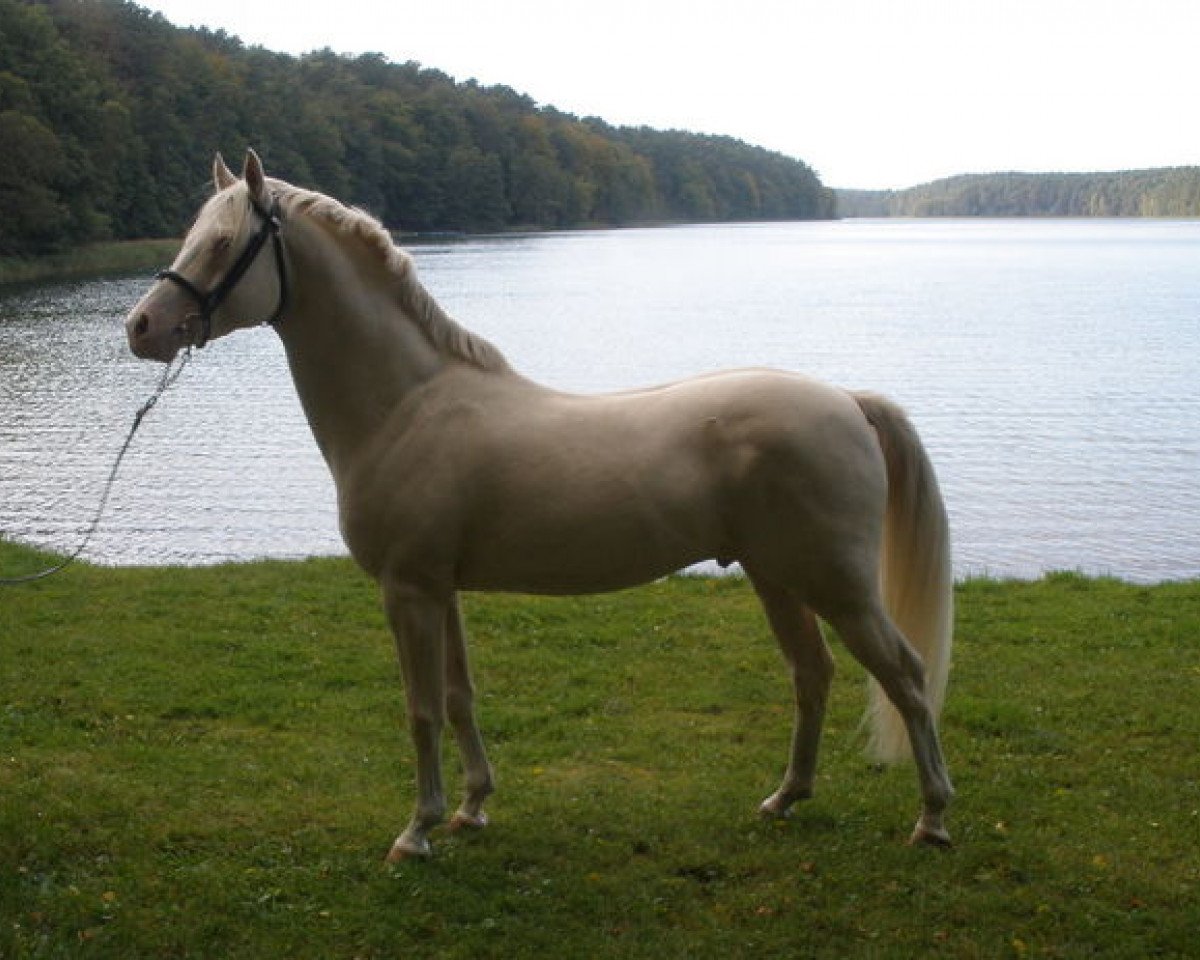 stallion Centauro's Golden Flashlight (Rhinelander, 2003, from FS Golden Highlight)