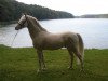 stallion Centauro's Golden Flashlight (Rhinelander, 2003, from FS Golden Highlight)